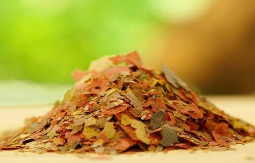 خوراک ماهی + رشد بهتر و سلامت بیشتر